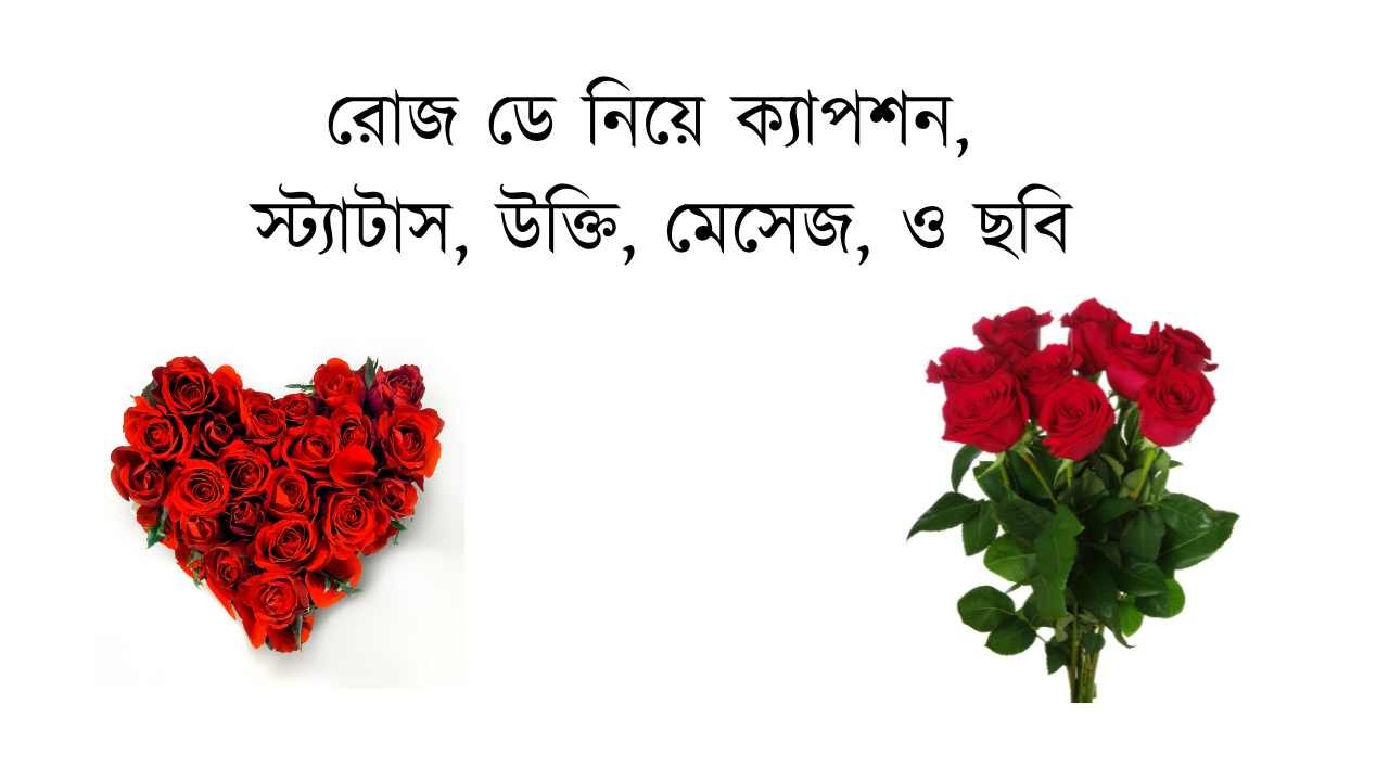 রোজ ডে নিয়ে ক্যাপশন, স্ট্যাটাস, উক্তি, মেসেজ, ও ছবি