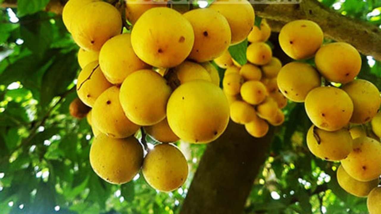 লটকন ফলের ছবি